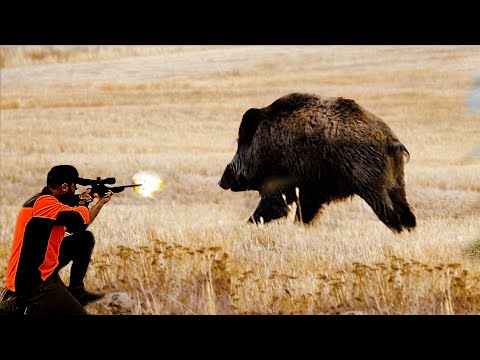 Видео: НАШЕСТВИЕ МОНСТРОВЫХ КАБАНОВ: невероятная стрельба и захватывающая охота!