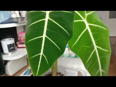 Видео: Новые гаджеты для растений. 