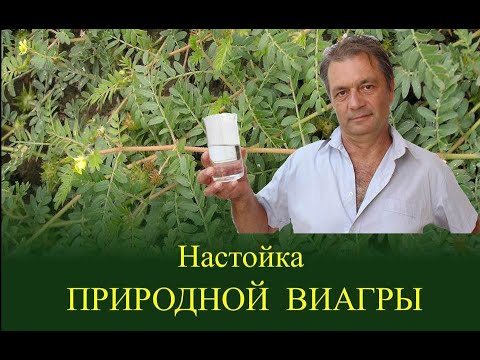 Видео: Готовим настойку Якорцев стелющихся (Трибулуса) на зиму. Быстрый рецепт