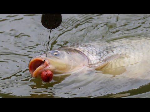 Видео: Flat Feeder | Крупные насадки и огромные рыбы! | В погоне за осенним трофеем. Часть 1