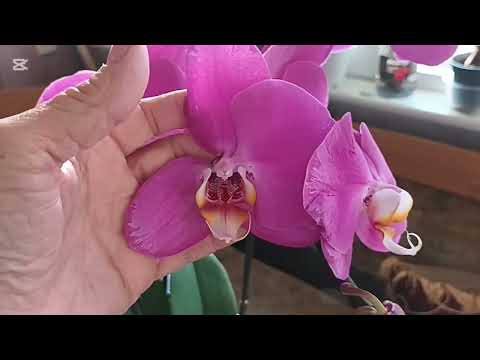 Видео: обзор орхидей на рынке и мои новинки.