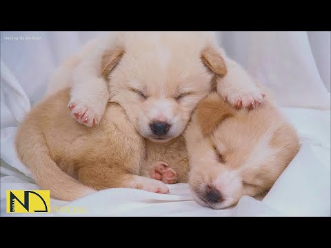 Видео: 20 часов любимой музыки собак🐶💖Музыка для сна собак 🐶🎵 Музыка для снятия беспокойства при разлуке🎵