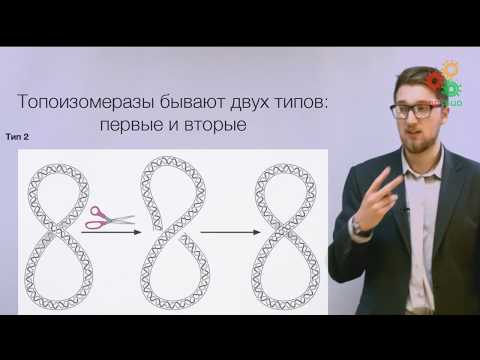 Видео: Биологические макромолекулы. Топология ДНК