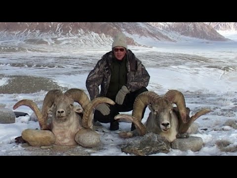 Видео: Горная охота. Таджикистан. Marco Polo Argali. Mountain hunting. Tajikistan.( Из архива)