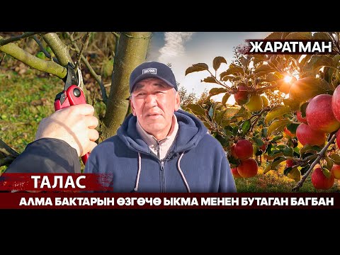 Видео: Талас: Алма бактарын өзгөчө ыкма менен бутаган багбан //Жаратман