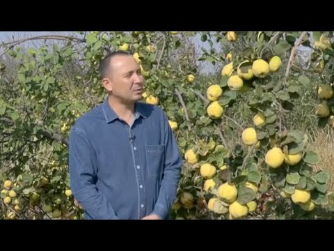 Видео: Интенсив боғ ташкил қилган пискентлик боғбон сирлари | Mening bog'im