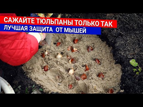 Видео: Сажайте тюльпаны только так  - лучшая защита  от мышей