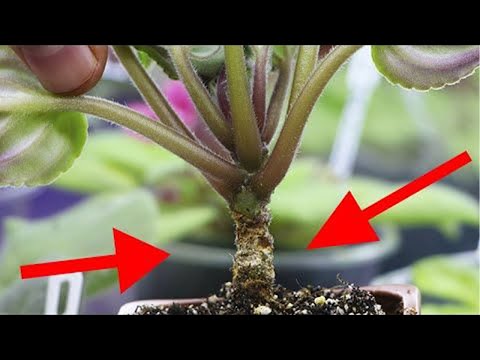 Видео: У фиалки ОГОЛИЛСЯ СТВОЛ!  2 ПРОСТЫХ ВАРИАНТА как решить ЭТУ ПРОБЛЕМУ!