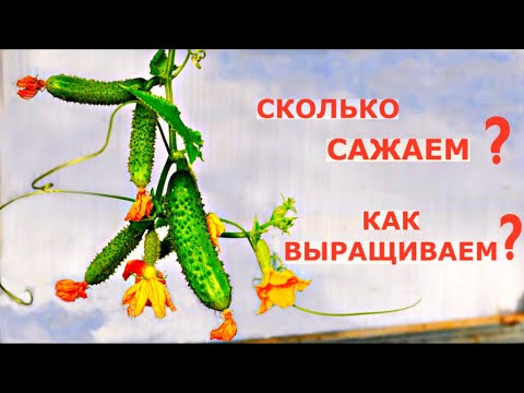 Видео: Почему ОГУРЦЫ НЕ БОЛЕЮТ до поздней осени?