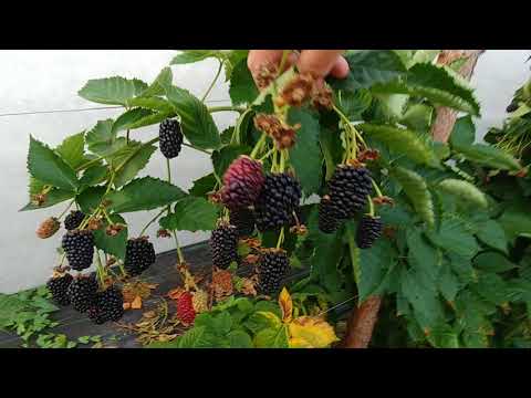 Видео: Ежевика Прайм Арк Фридом, изучаем сорт (часть 2).