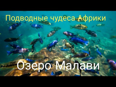 Видео: Подводные чудеса Африки. Озеро Малави.