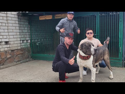 Видео: Семей каласы Пк Шокпар вл.Тахир агамыз / Шокпар Чемпион ВКО/ 1/4 СНГ/ полуфиналист ВКО/ Финалист ВКО