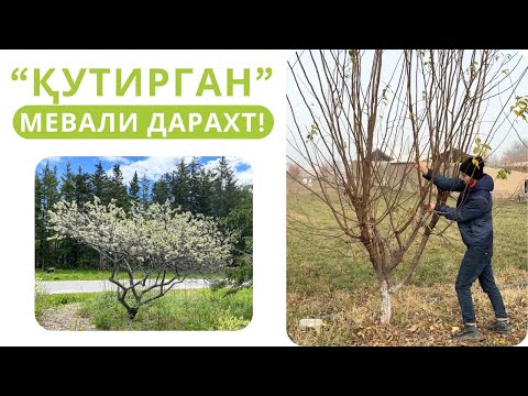 Видео: ҚУТИРИБ ЎСГАН ОЛХЎРИ ДАРАХТИНИ ЖИЛОВЛАШ СИРЛАРИ!