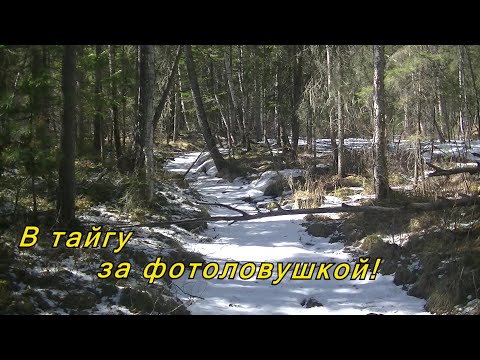 Видео: Поход в тайгу за фотоловушкой.
