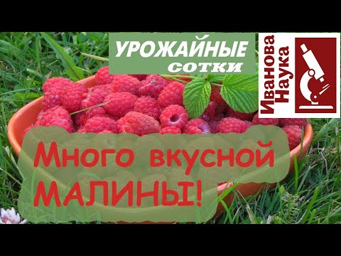 Видео: Сделайте ТАК для большого урожая малины, смородины и крыжовника! Для вкусных и полезных ягод.