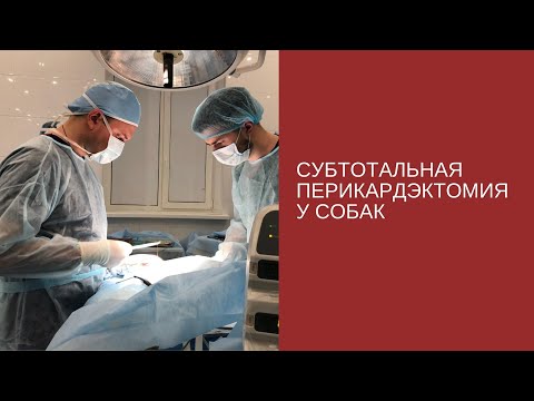 Видео: Субтотальная перикардэктомия у собак