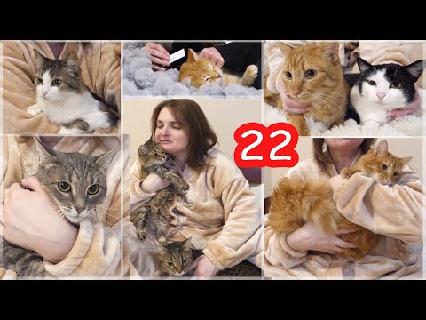 Видео: VLOG Капаем 22 котов от блох и клещей