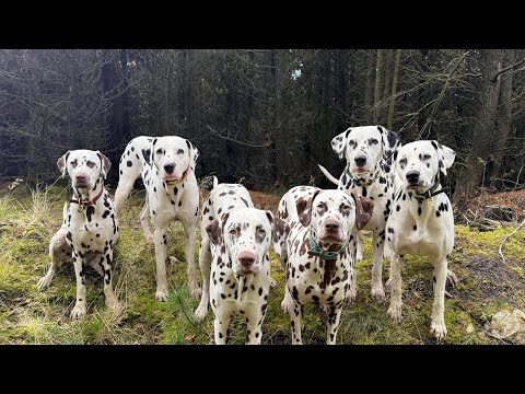 Видео: Догнать группу на прогулке