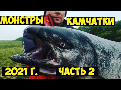 Видео: Монстры Камчатки!  Рыбалка на чавычу! Королевский лосось Камчатки!  Чавыча 2021! King salmon fishing