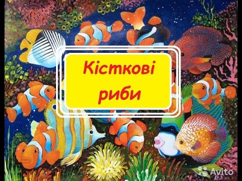 Видео: Загальна характеристика класу Кісткові риби