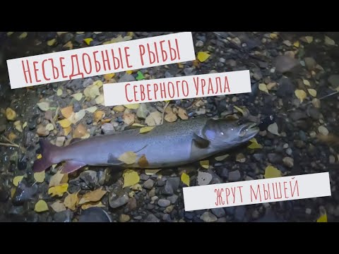 Видео: Несъедобные рыбы Северного Урала жрут мышей