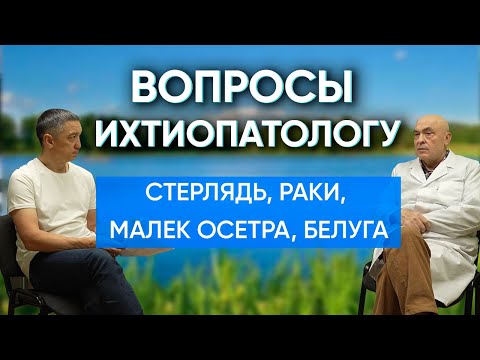 Видео: Подойдет ли стерлядь для разведения в домашнем пруду? Можно ли отправить мальков осетра в Африку?