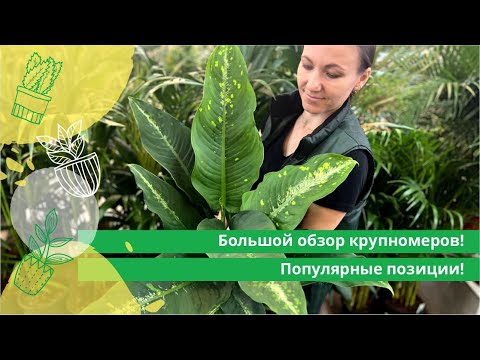 Видео: Большой обзор крупномеров! Популярные позиции!