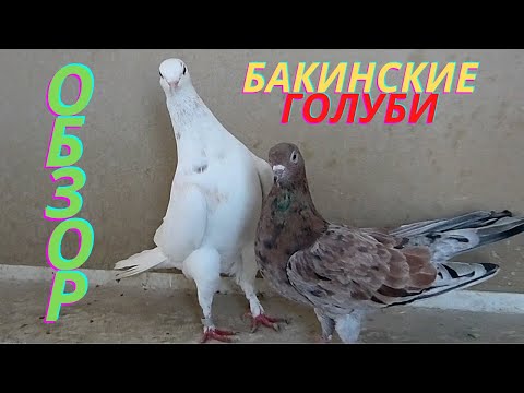 Видео: Обзор мраморных широкохвостых голубей! #marble #pigeons