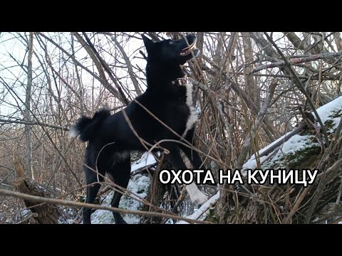 Видео: Охота на куницу с лайкой/куница с тополя/