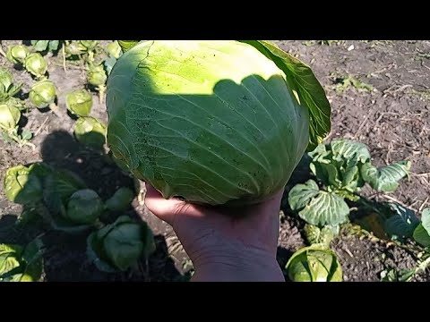 Видео: Настав час збирати врожай капусти .Копаю хрін