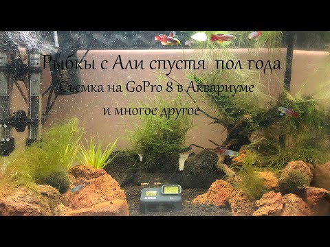Видео: Рыбки с Алиэкспресс спустя полгода. Съемка на gopro hero 8 в воде аквариума. Часть 3.