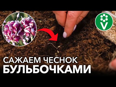 Видео: СУПЕР СПОСОБ РАЗМНОЖЕНИЯ И ОЗДОРОВЛЕНИЯ ЧЕСНОКА! Посадка чеснока бульбочками