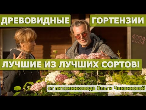 Видео: Древовидные гортензии осенью, махровые белые, розовые, особенности сортов, интервью с питомниководом