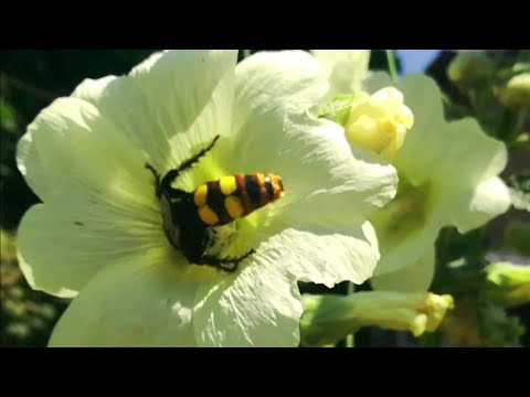 Видео: Ейск ! Планируете отпуск , интересуетесь ценами , сегодня рынок !