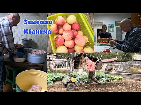 Видео: Урожай картофеля, неожиданно солим сало, новый помощник