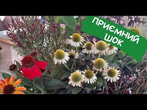Видео: Розпаковка рослин з душею