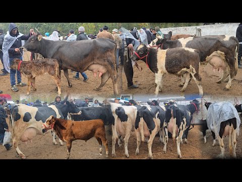 Видео: Yozyovon Mol Bozori Yomg'irli Mazza Bozor bo'ldi Narxlar yana O'zgardi 29 октября 2025 г.