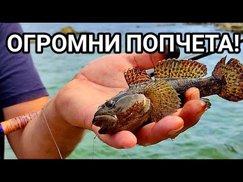 Видео: МОРСКИ РИБОЛОВ НА ЕДРИ КАМЕННИ ПОПЧЕТА, СКАРИДИ, МОРСКО КУЧЕ, РАЦИ И РАПАНИ! НЕЗАБРАВИМО ПРЕЖИВЯВАНЕ