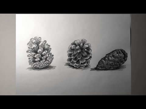 Видео: Как нарисовать шишки карандашом