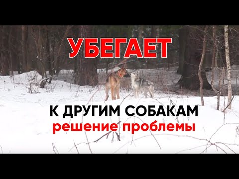 Видео: Рекс убегает к другим собакам и не слушается.