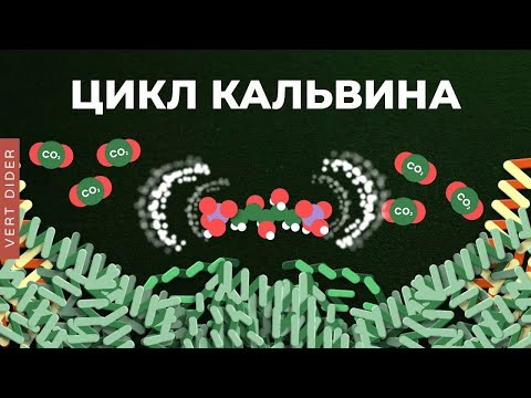 Видео: Биохимия фотосинтеза: #4. Цикл Кальвина [Clockwork]