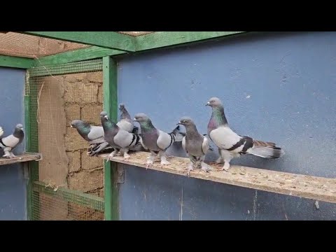 Видео: Cизые голуби Самира в Баку.