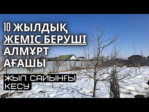Видео: 10 ЖЫЛДЫҚ АЛМҰРТ АҒАШЫН ЖЫЛ САЙЫНҒЫ КЕСУ, ескірген бұтақтарын жаңарту