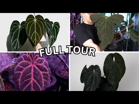 Видео: Экскурсия по комнатным растениям в конце лета