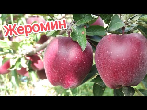 Видео: Яблоня Жеромин/Jeromine