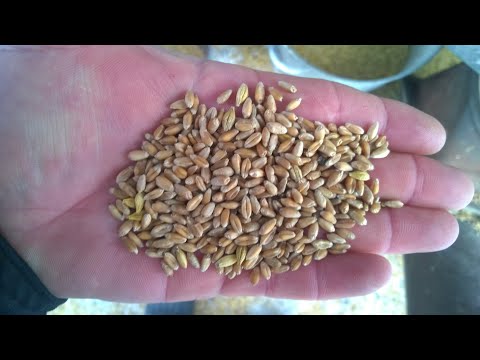 Видео: Petkus K 531. Очистка пшеницы