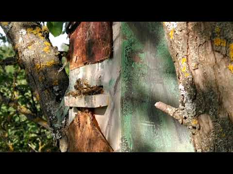 Видео: Проверяю ловушки. Пришло время для пчелиных роёв.