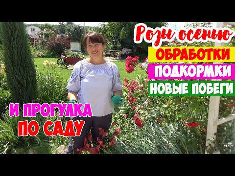 Видео: УХОД за РОЗАМИ ОСЕНЬЮ! Лечение, подкормки и не вызревшие побеги. ПИРОЖКИ к ЧАЮ! И КРОТ на участке!