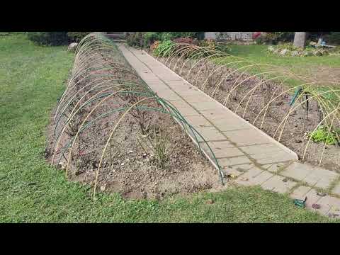 Видео: Розы обрезаны, дуги расставлены. К укрытию готовы. Ленинградская область. 
