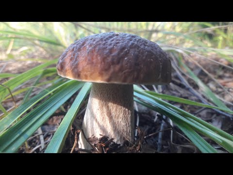 Видео: Поляна белых грибов! Тихая охота продолжается!